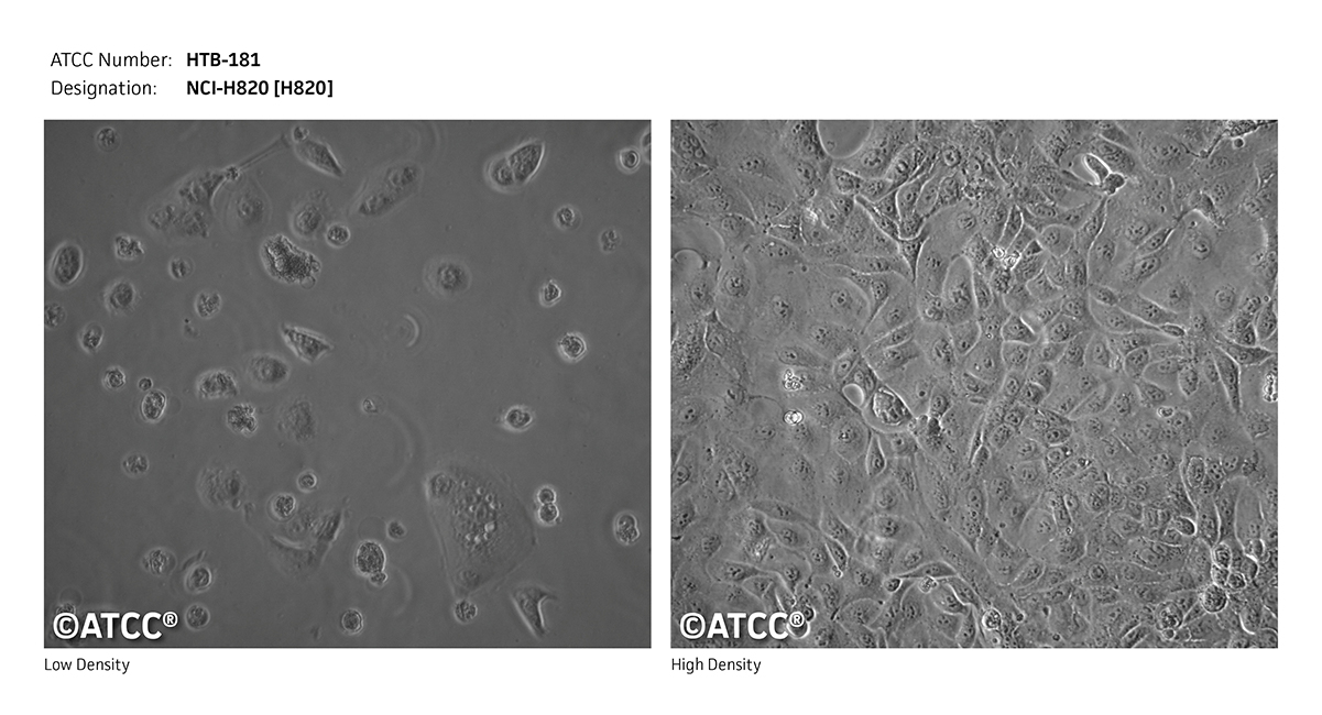 NCI-H820细胞图片
