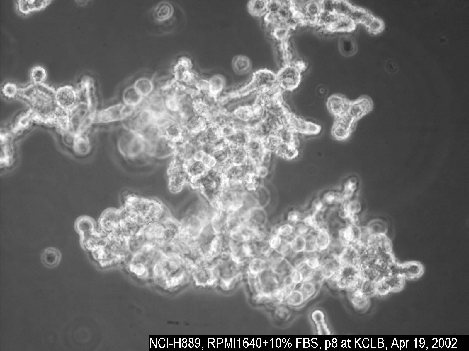 NCI-H889细胞图片