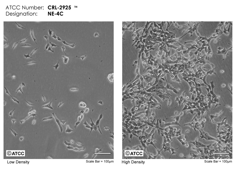 NE-4C细胞图片