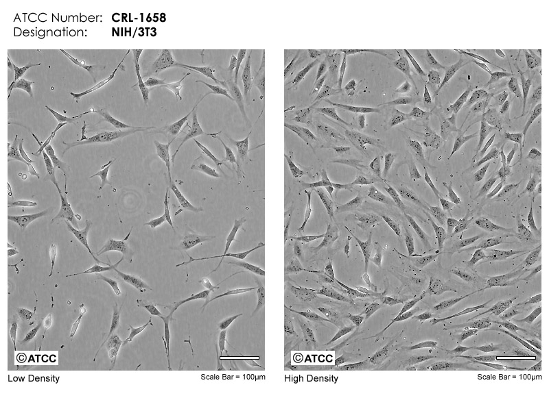 NIH/3T3细胞图片