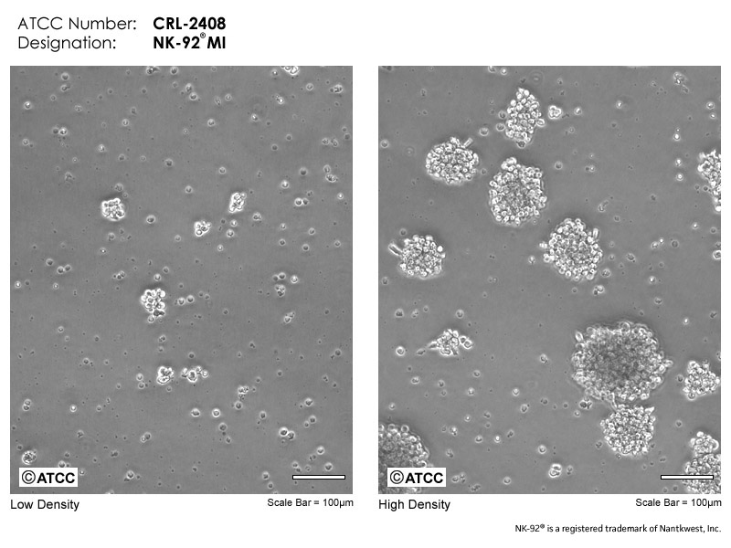 NK-92MI细胞图片