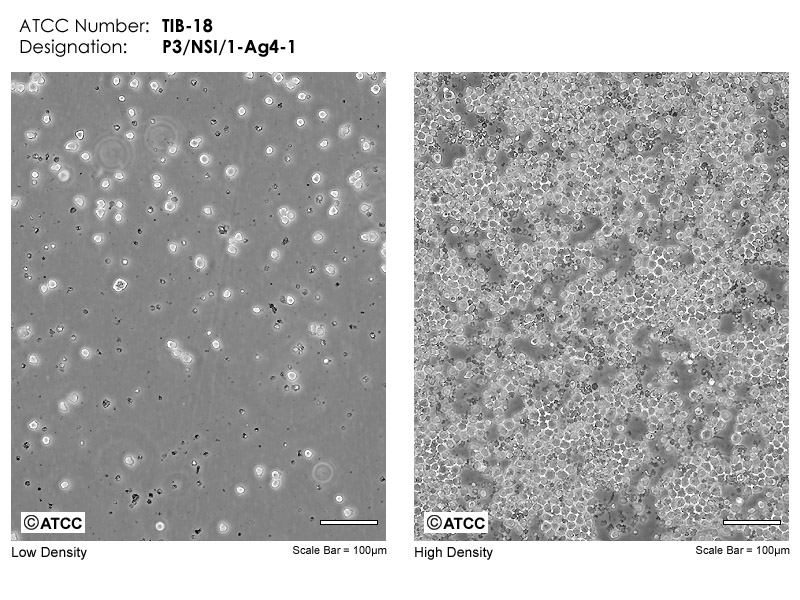 NS-1细胞图片
