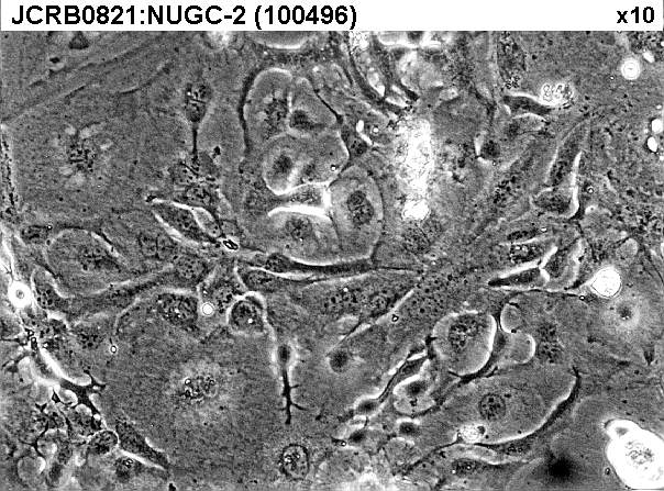 NUGC-2细胞图片