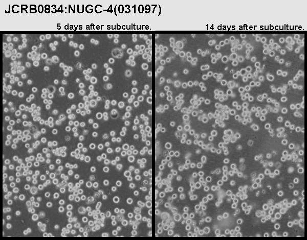 NUGC-4细胞图片
