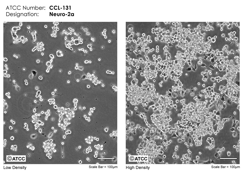 Neuro-2a细胞图片