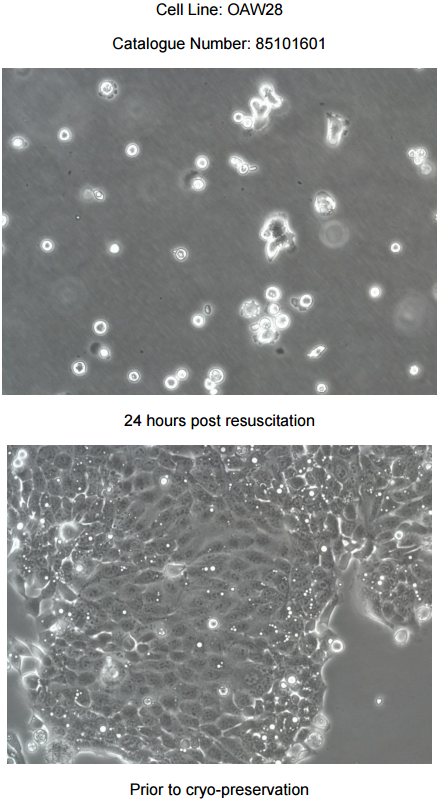 OAW28细胞图片