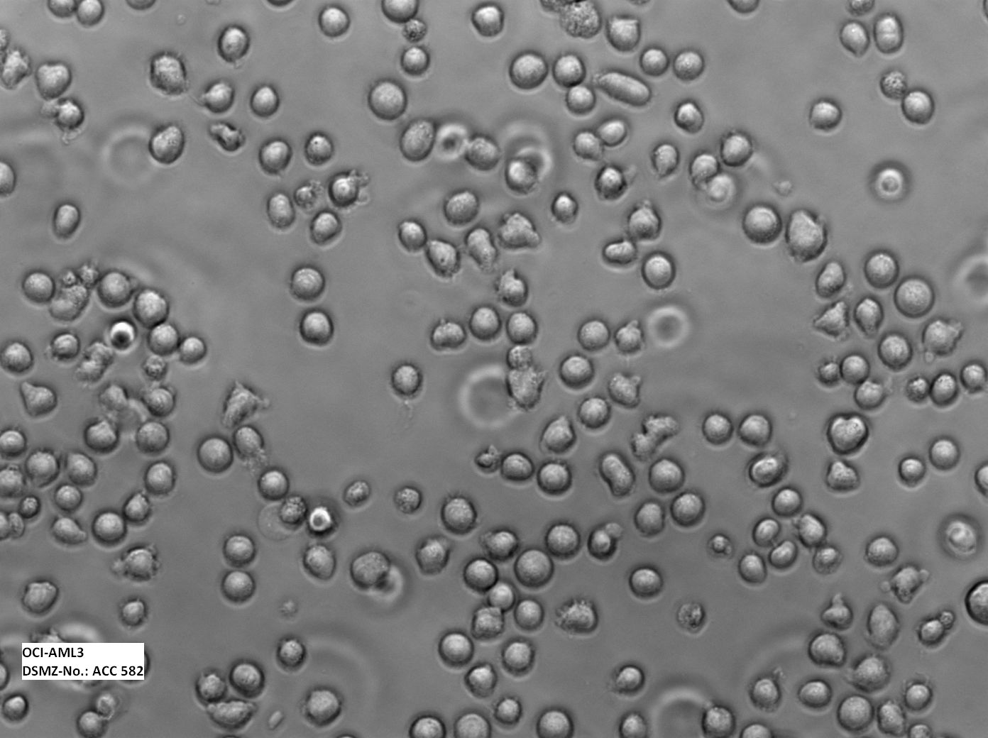 OCI-AML-3细胞图片