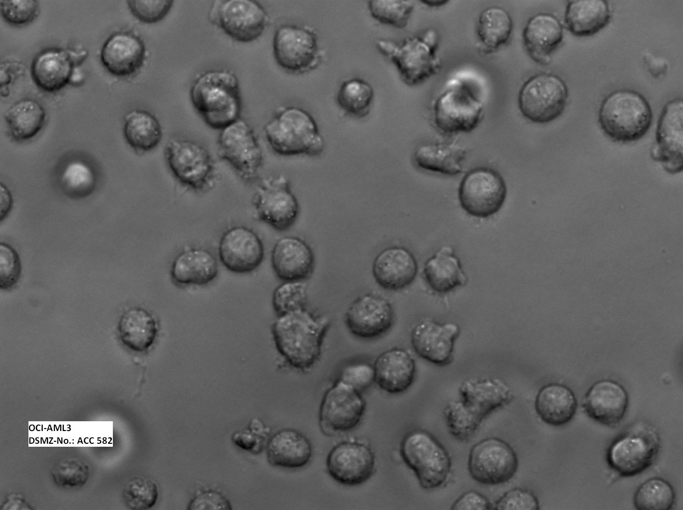 OCI-AML-3细胞图片