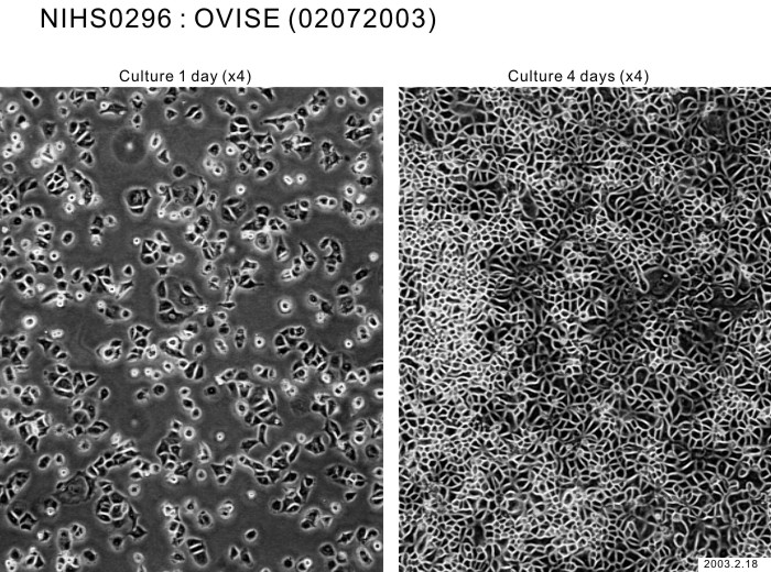 ATCC CCL-228 OVISE细胞图片