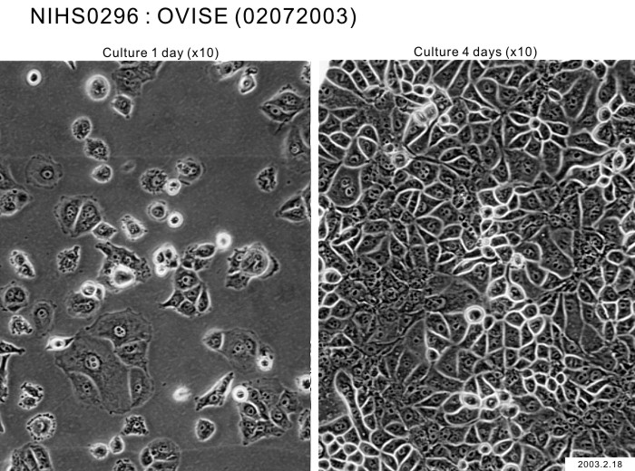 ATCC CCL-228 OVISE细胞图片