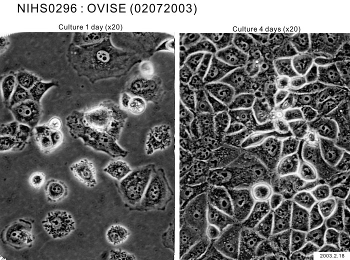 ATCC CCL-228 OVISE细胞图片