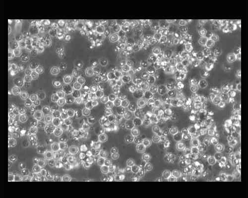 P388细胞图片