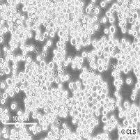 P3X63Ag8.653细胞图片