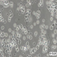 P815细胞图片