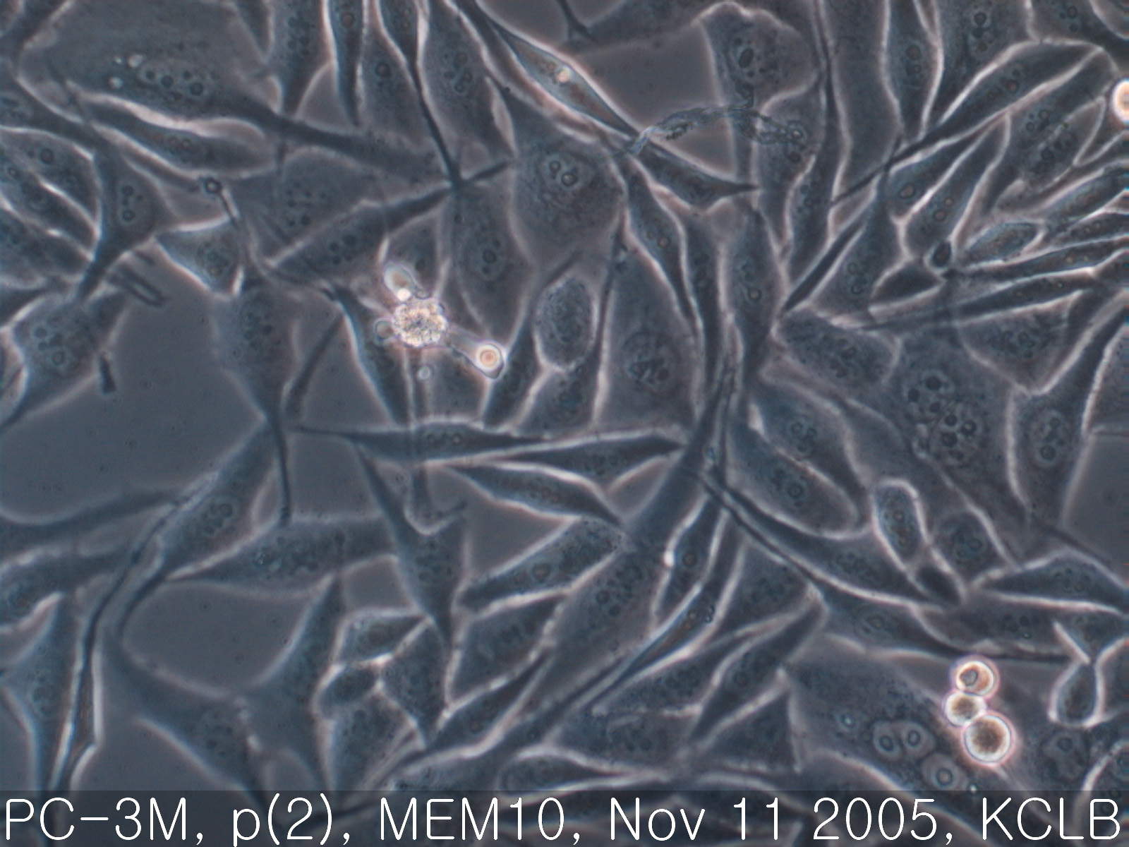 PC-3M细胞图片