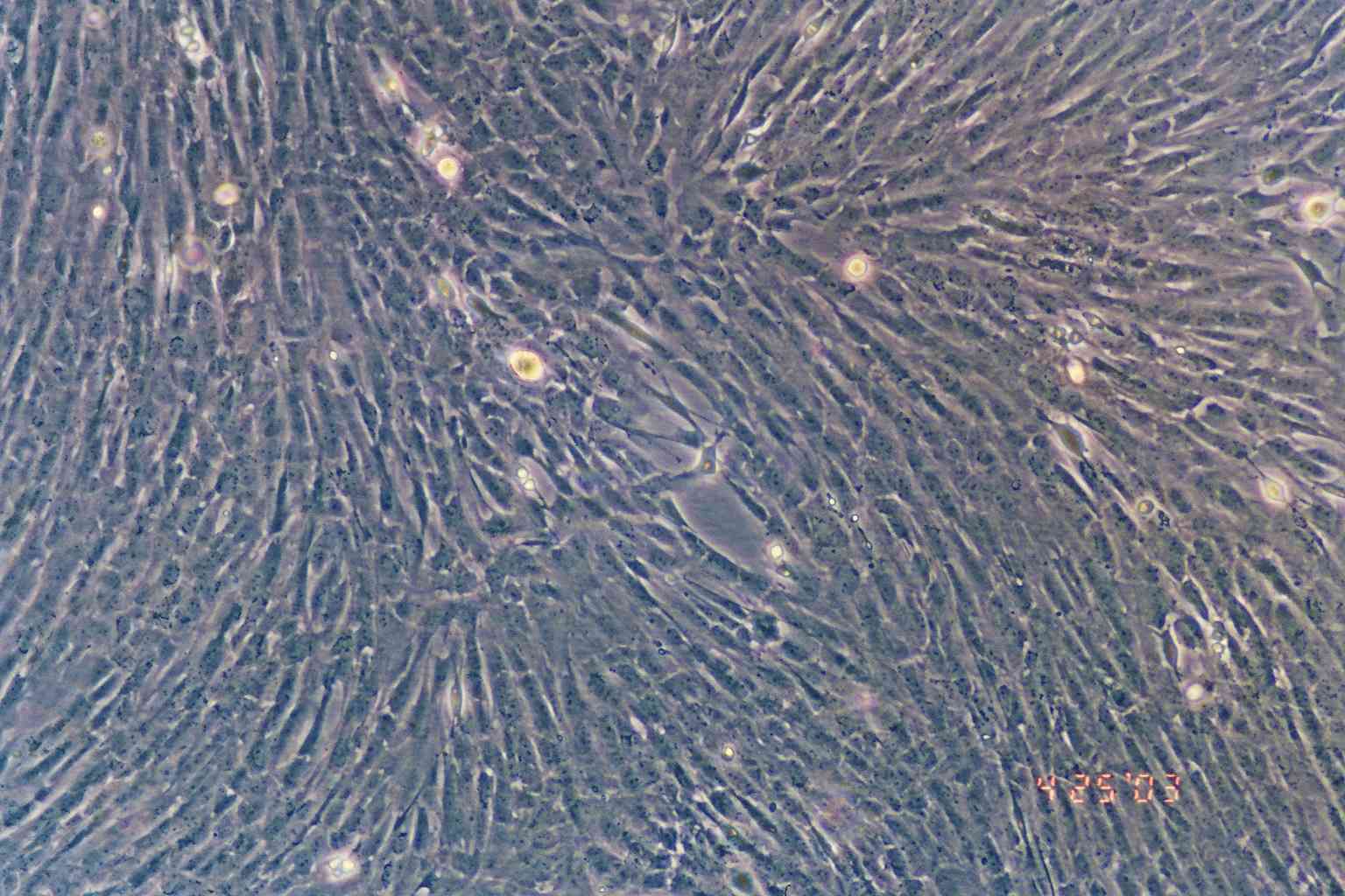 PG-4(S+L-)细胞图片