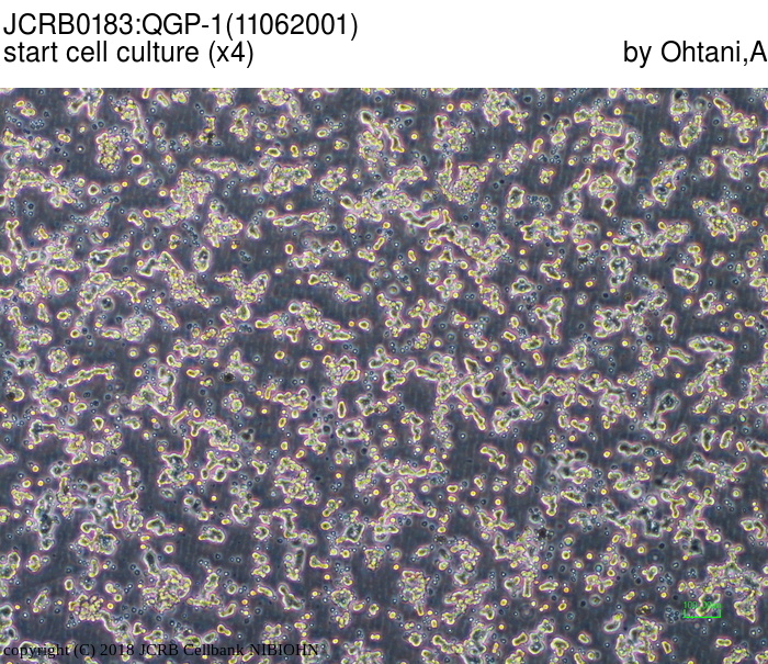 QGP-1细胞图片
