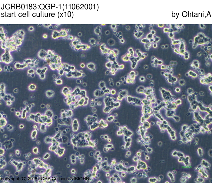QGP-1细胞图片