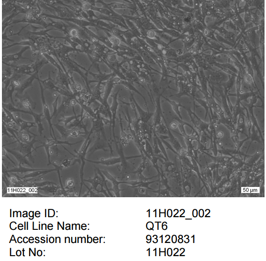 QT-6细胞图片