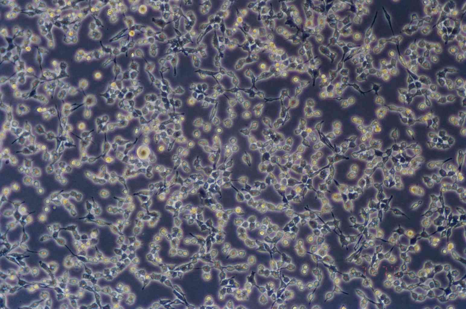 RSC96细胞图片