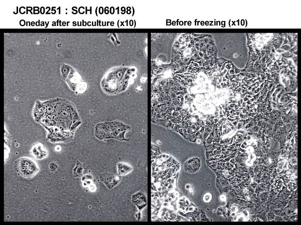  SCH细胞图片