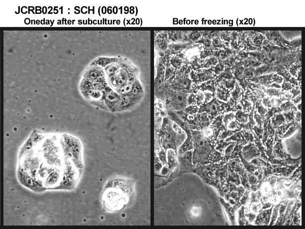  SCH细胞图片