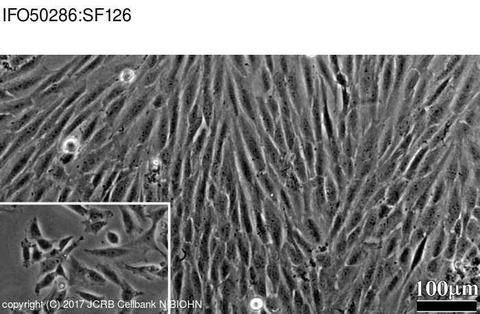 SF126细胞图片