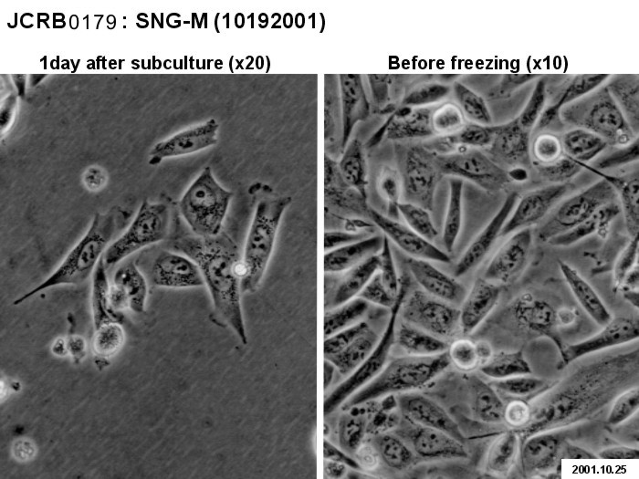 SNG-M细胞图片
