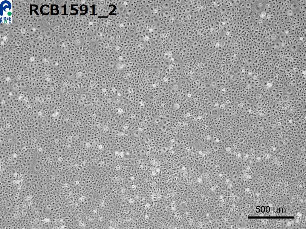 SRA01/04(HLE)细胞图片