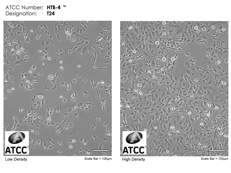 T24细胞图片