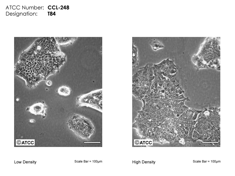 T84细胞图片