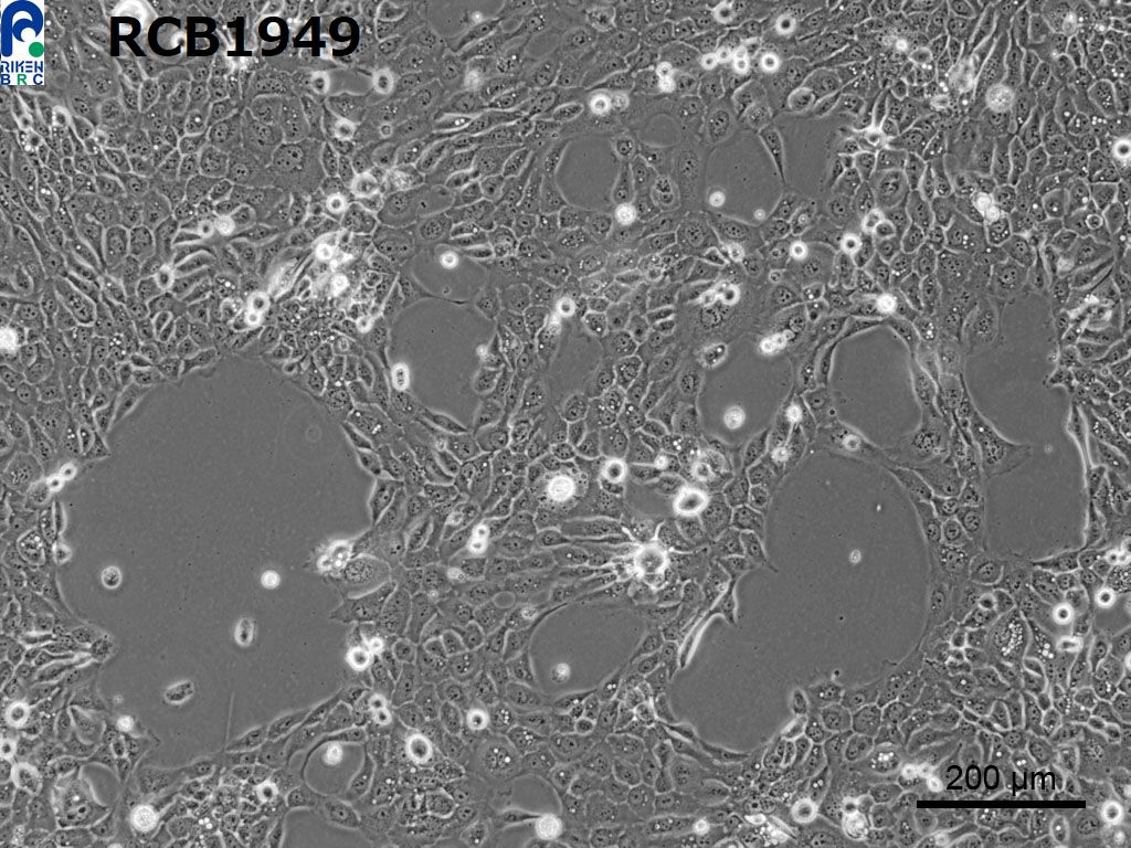 TE-5细胞图片