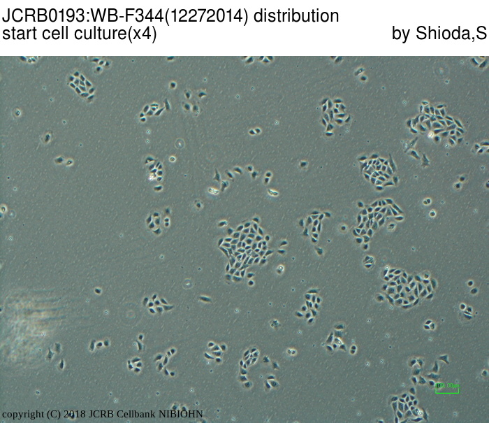 WB-F344细胞图片