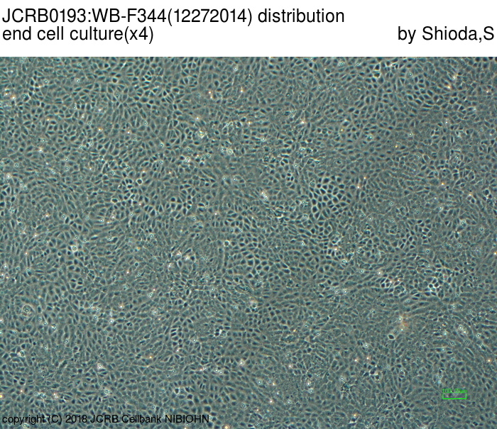WB-F344细胞图片