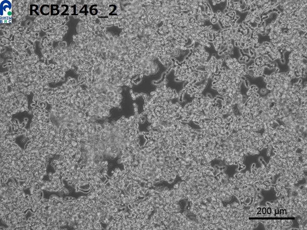 WERI-Rb-1细胞图片