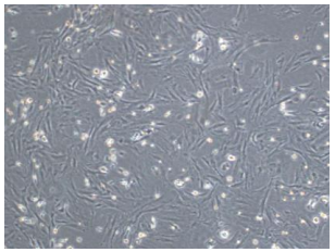 Wistar大鼠骨髓MSC细胞图片