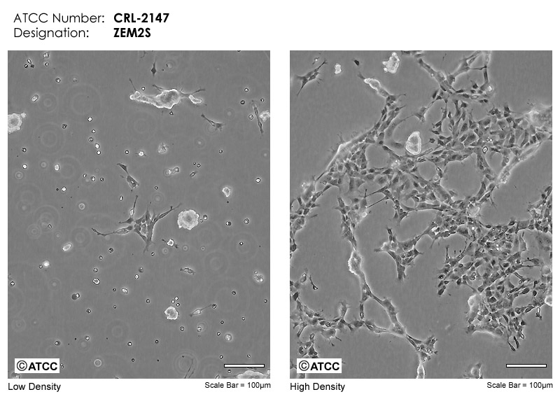 ZEM-2S细胞图片