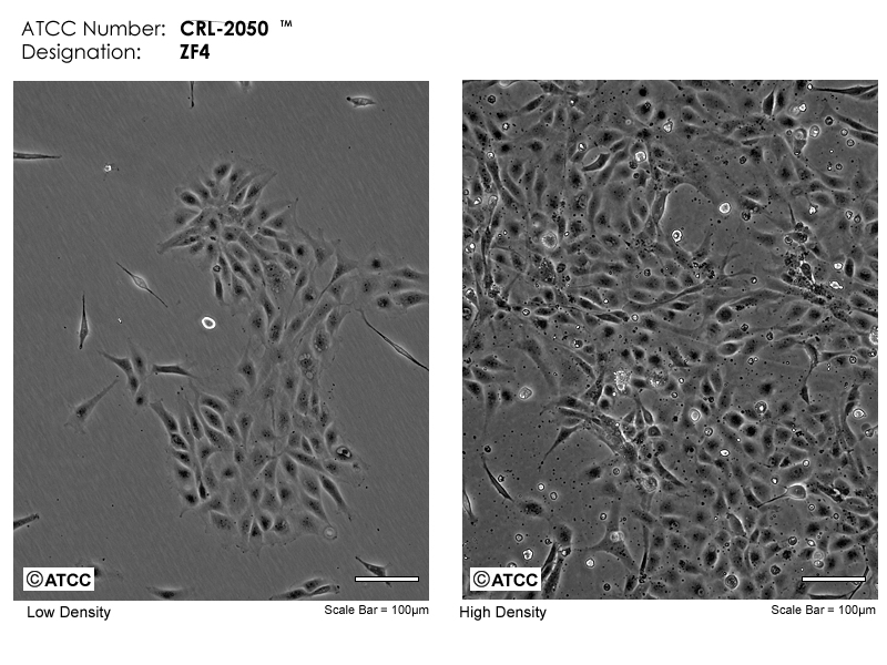 ZF4细胞图片