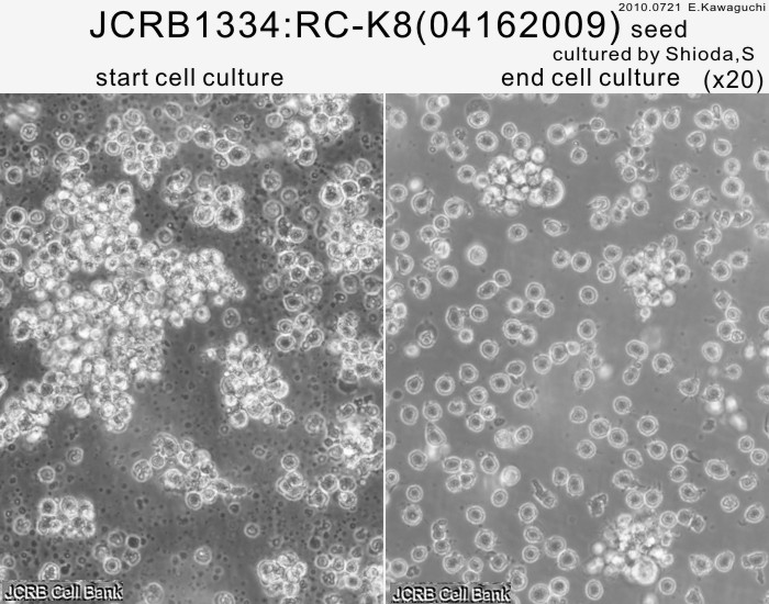 rc-k8细胞图片