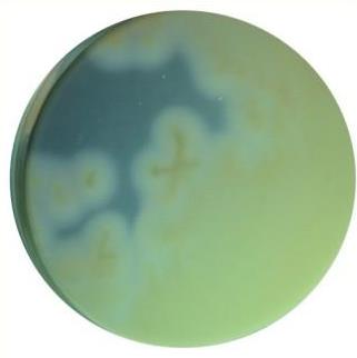 肉毒梭菌分离琼脂