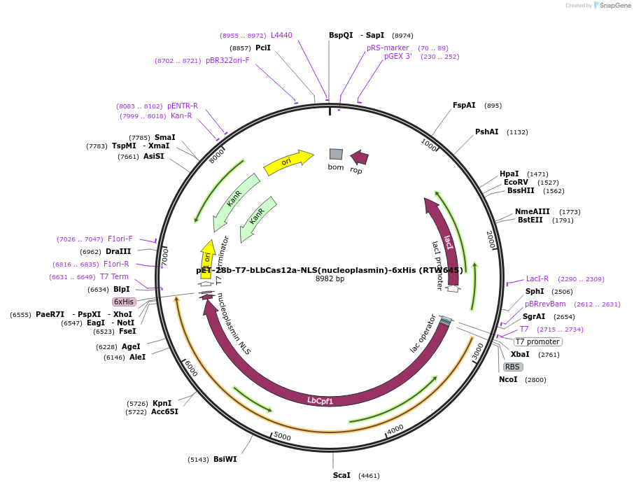 pET-28b-T7-bLbCas12a-NLS(nucleoplasmin)-6xHis
