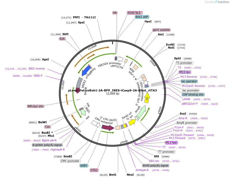 pLenti-Tet-coBxb1-2A-BFP_IRES-iCasp9-2A-Blast_rtTA3载体图谱