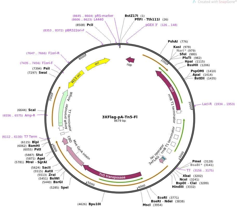 3XFlag-pA-Tn5-Fl质粒图谱