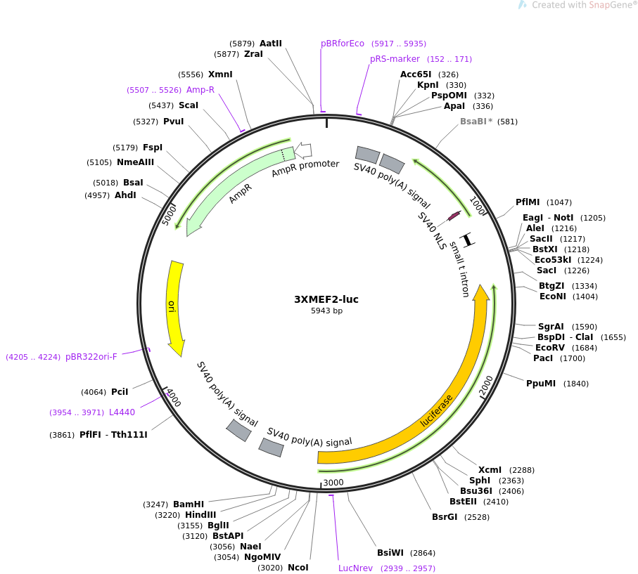 3XMEF2-luc载体图谱