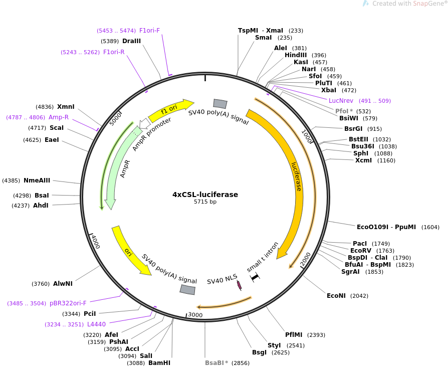 4xCSL-luciferase质粒图谱