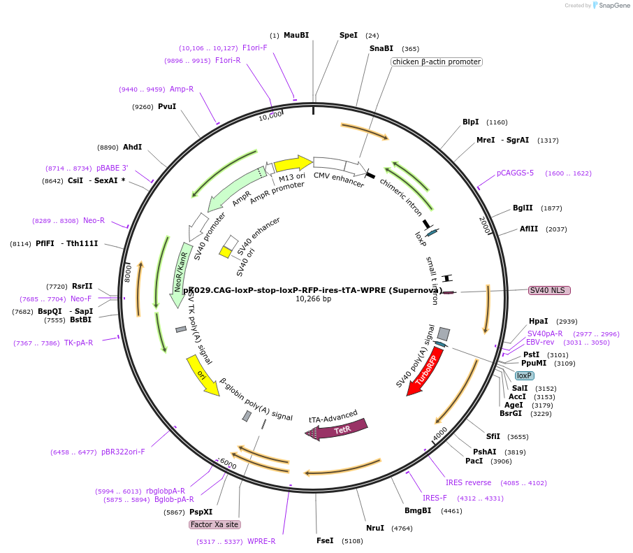 pK029.CAG-loxP-stop-loxP-RFP-ires-tTA-WPRE