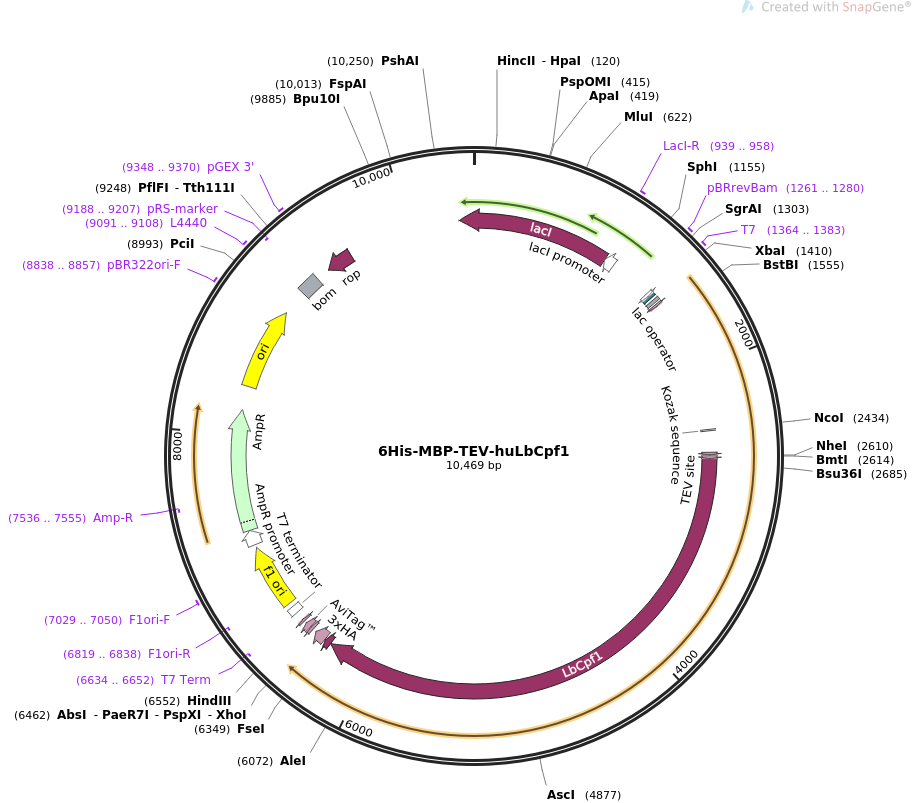 6His-MBP-TEV-huLbCpf1质粒图谱