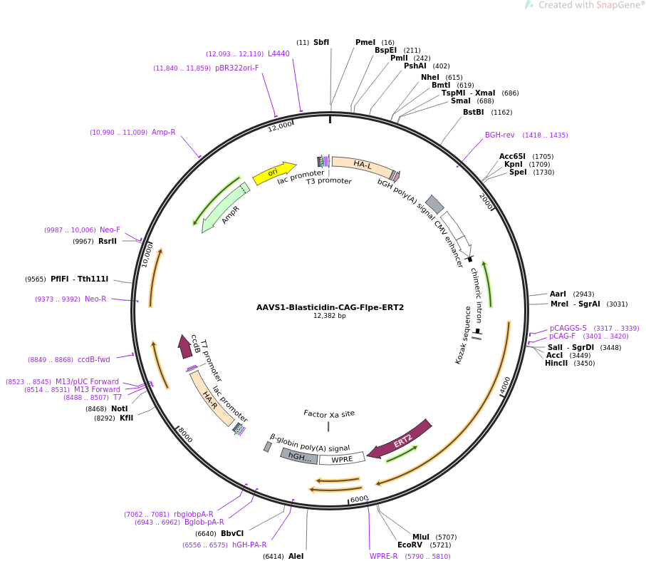 AAVS1-Blasticidin-CAG-Flpe-ERT2质粒图谱