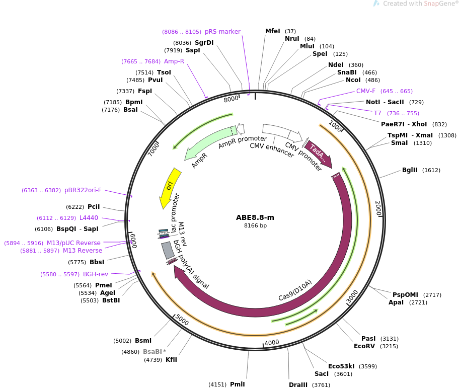 ABE8.8-m载体图谱