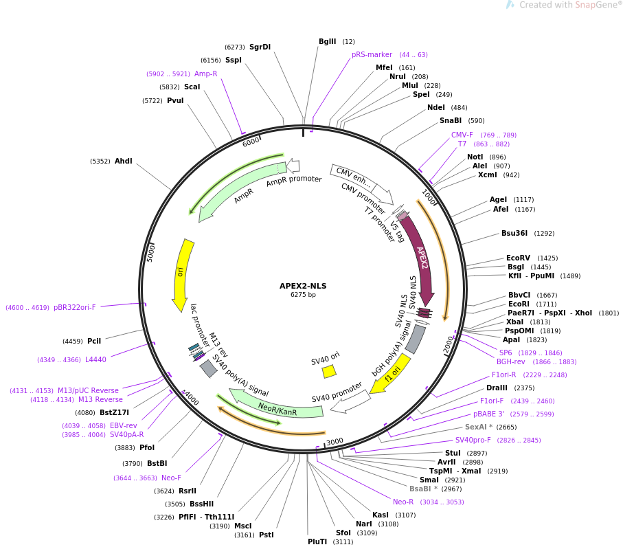 APEX2-NLS质粒图谱